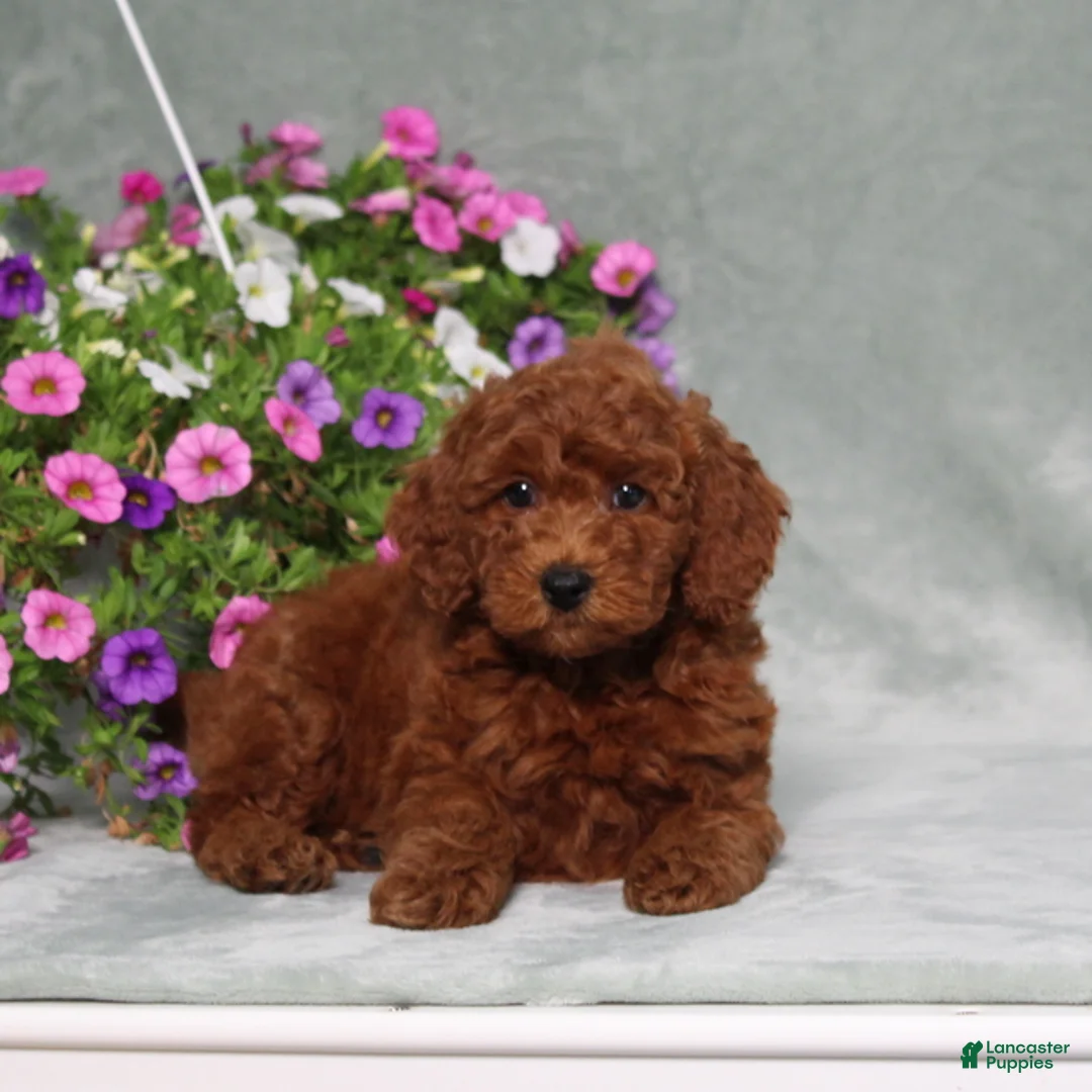 Miniature Poodle dogs for sale: Destiny - Ad 2