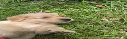 Golden Retriever dogs for sale: Golden Retriever 6 - Ad 3
