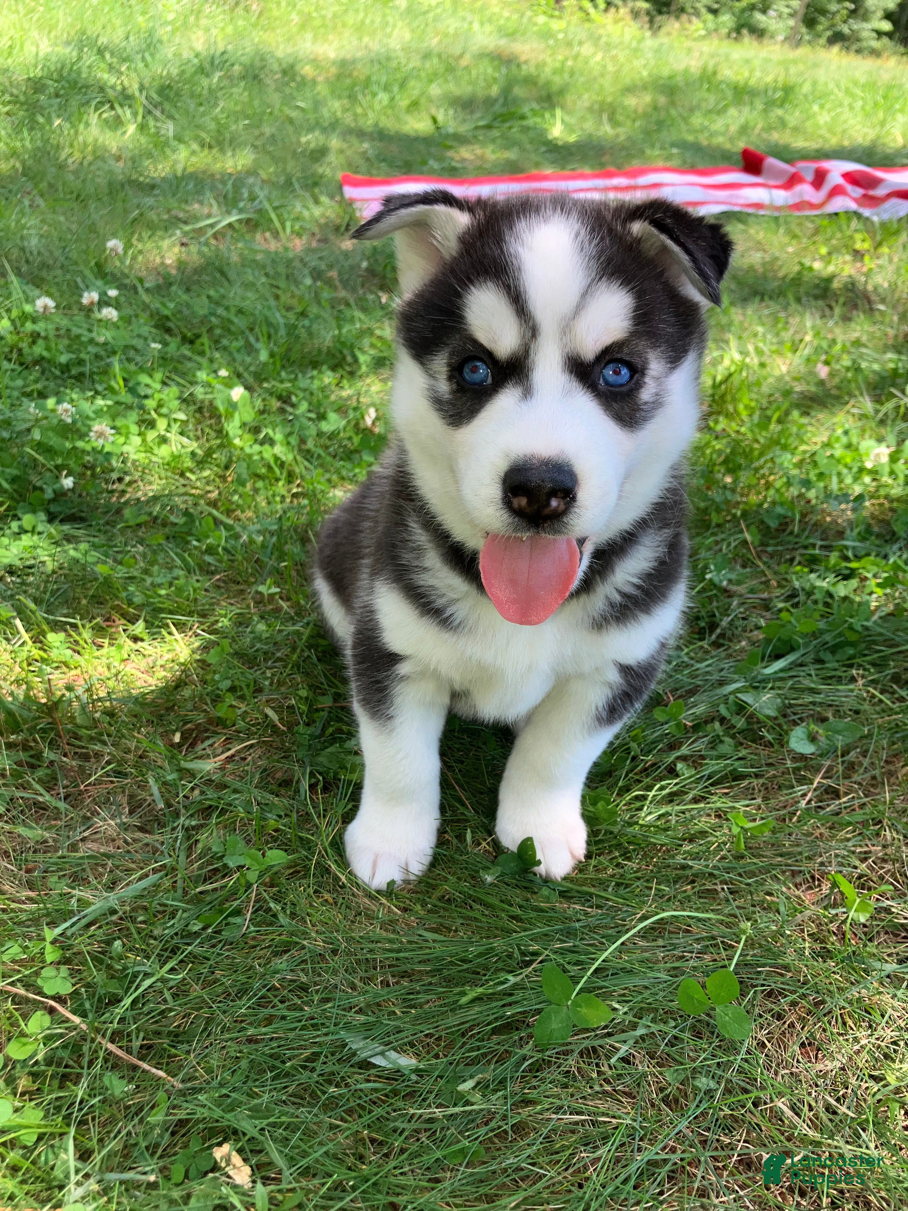 Siberian Husky dogs Peanut 🥜  - Ad 1