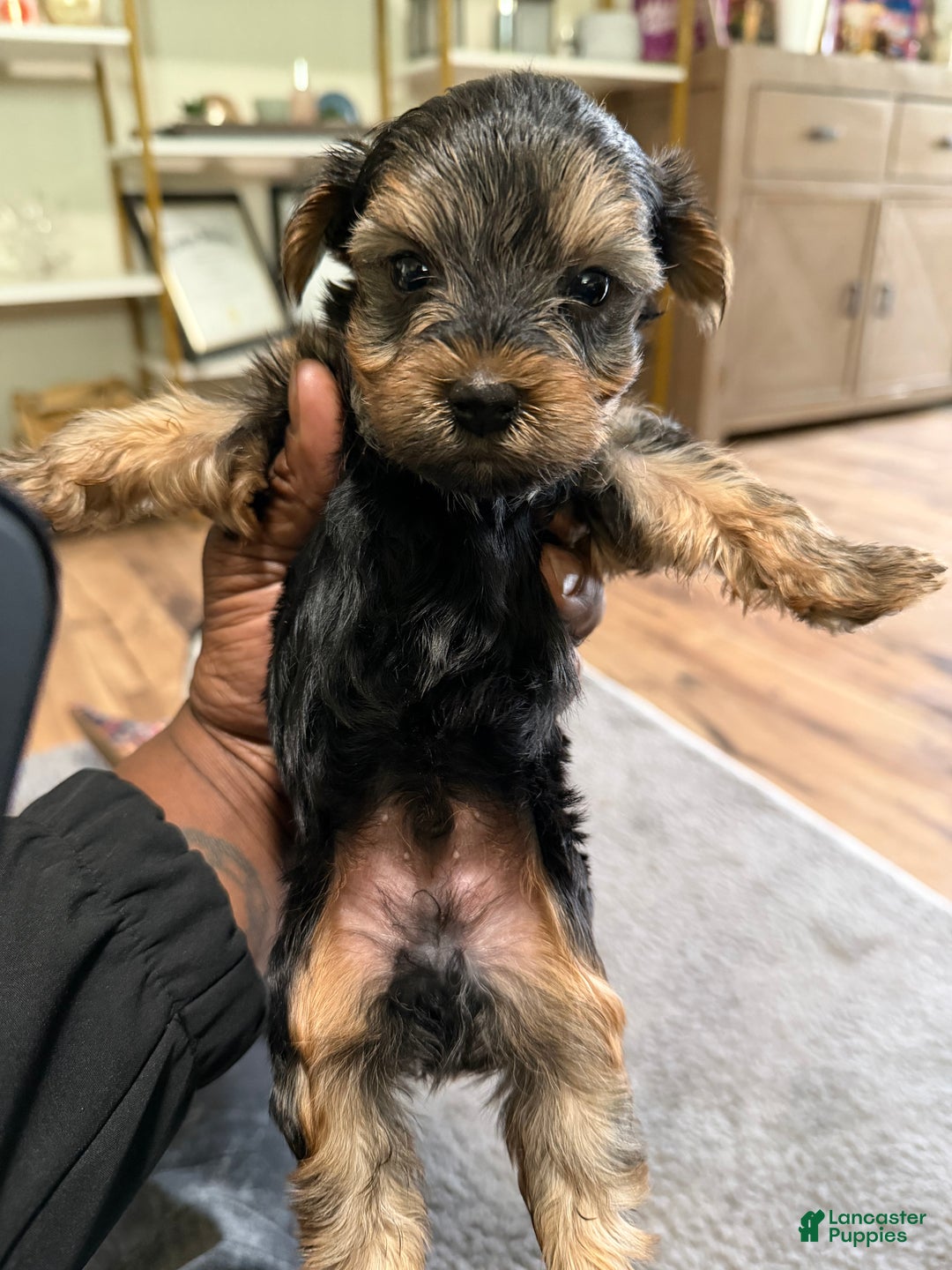 Yorkshire Terrier dogs for sale: Yorkshire Terrier Puppy 1 - Ad 2
