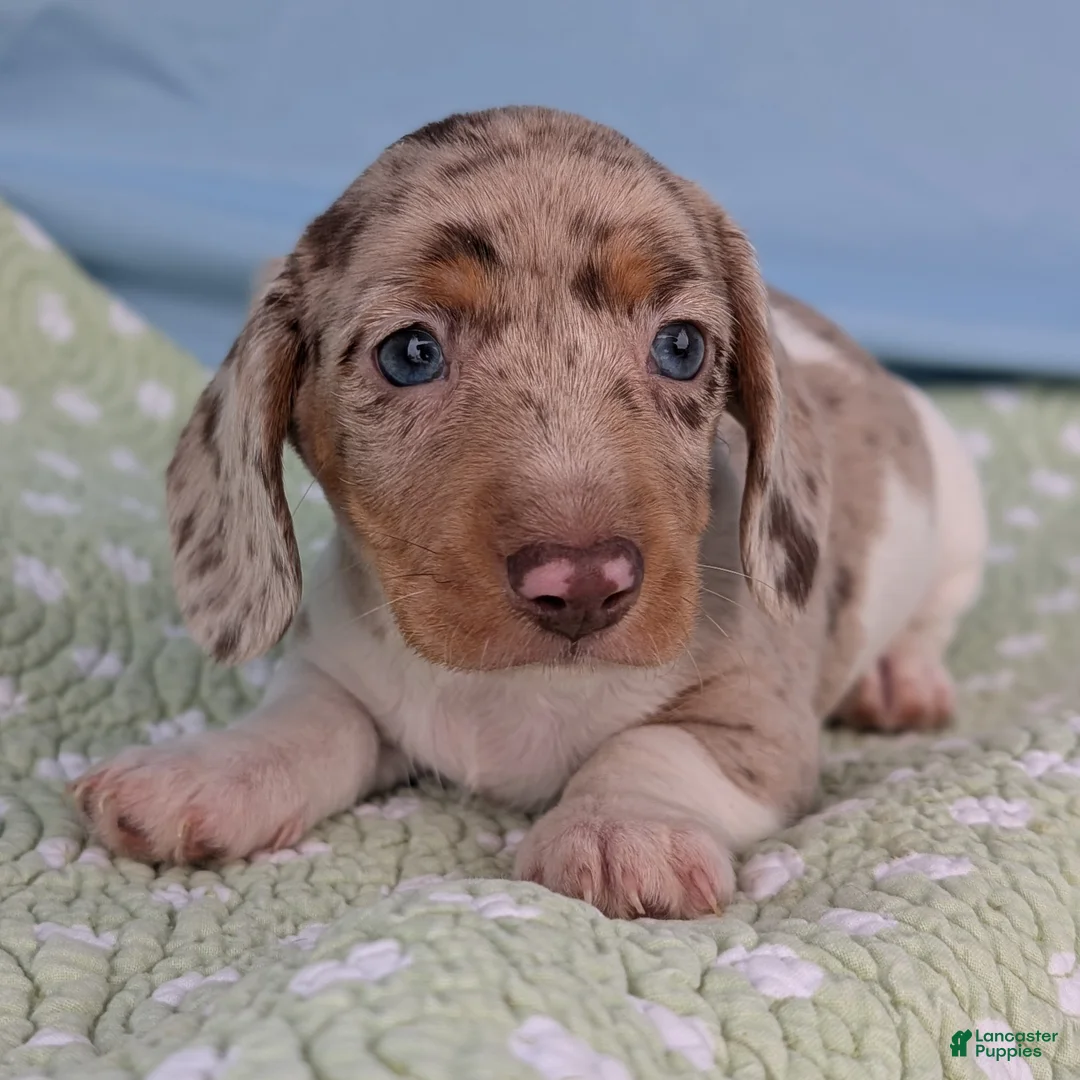 Miniature Dachshund dogs for sale: Cream - Ad 1