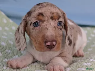 Miniature Dachshund dogs Cream - Ad 11