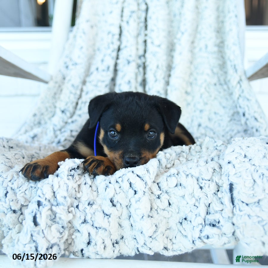 Rottweiler dogs Roy  - Ad 2