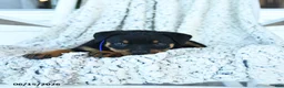 Rottweiler dogs for sale: Roy  - Ad 2