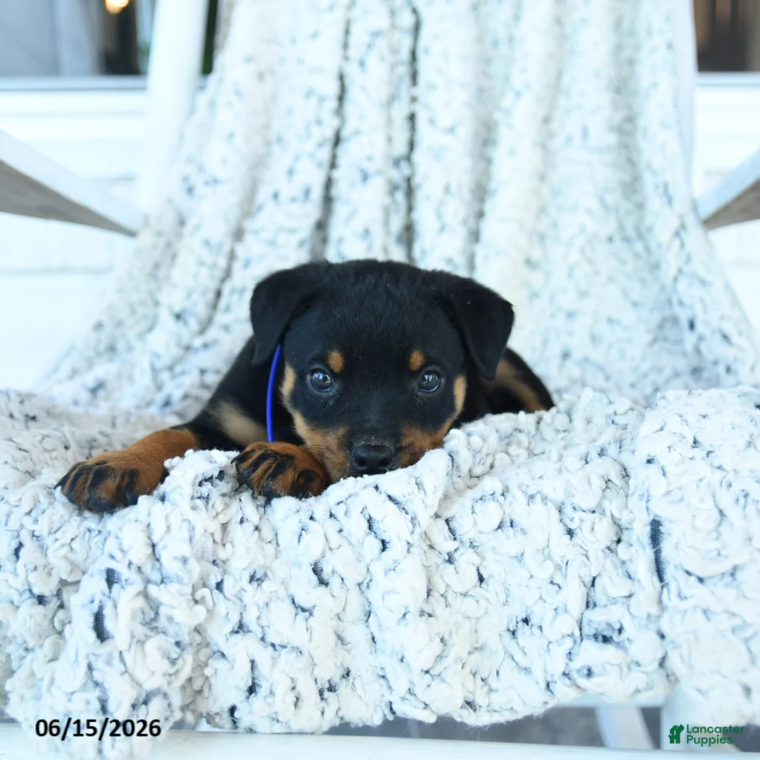 Rottweiler dogs for sale: Roy  - Ad 2