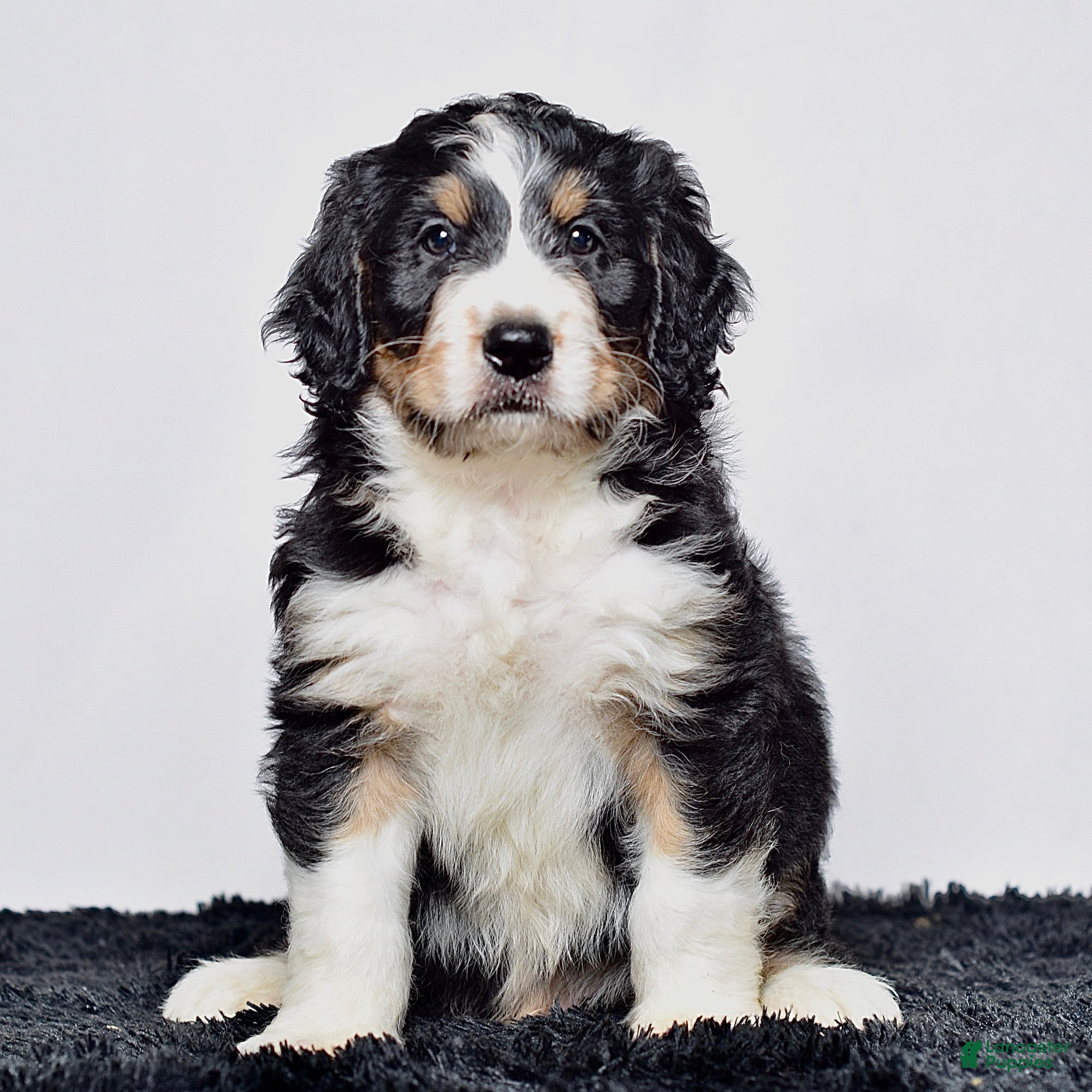 Bernedoodle dogs Mr. Howie - Ad 2
