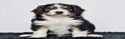 Bernedoodle dogs for sale: Mr. Howie - Ad 2