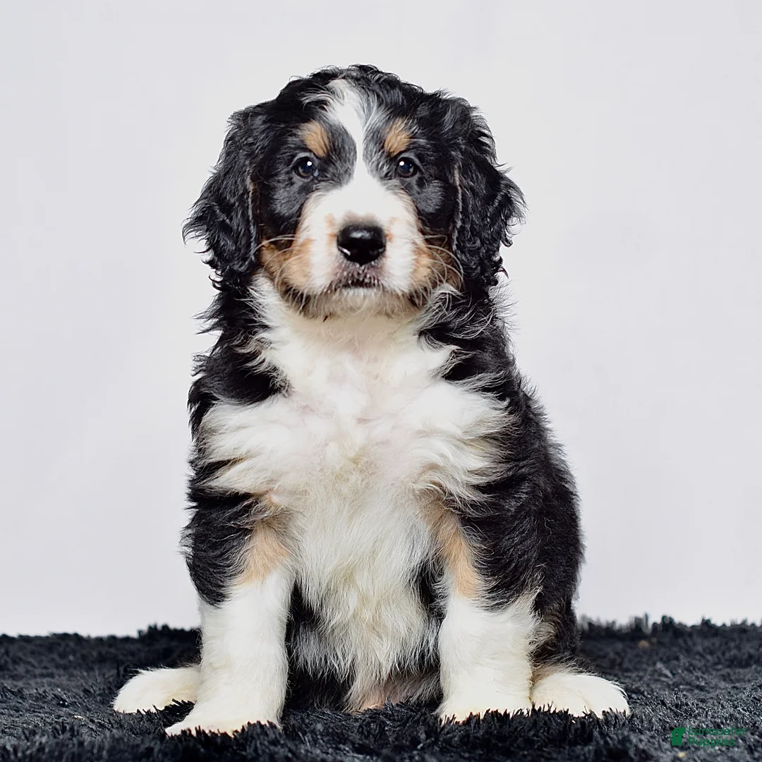 Bernedoodle dogs for sale: Mr. Howie - Ad 2