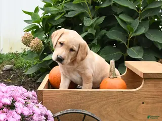 Labrador Retriever dogs Gumdrop - Ad 1