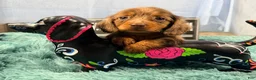 Miniature Dachshund dogs for sale: Champion bred lh female import dapple - Ad 9