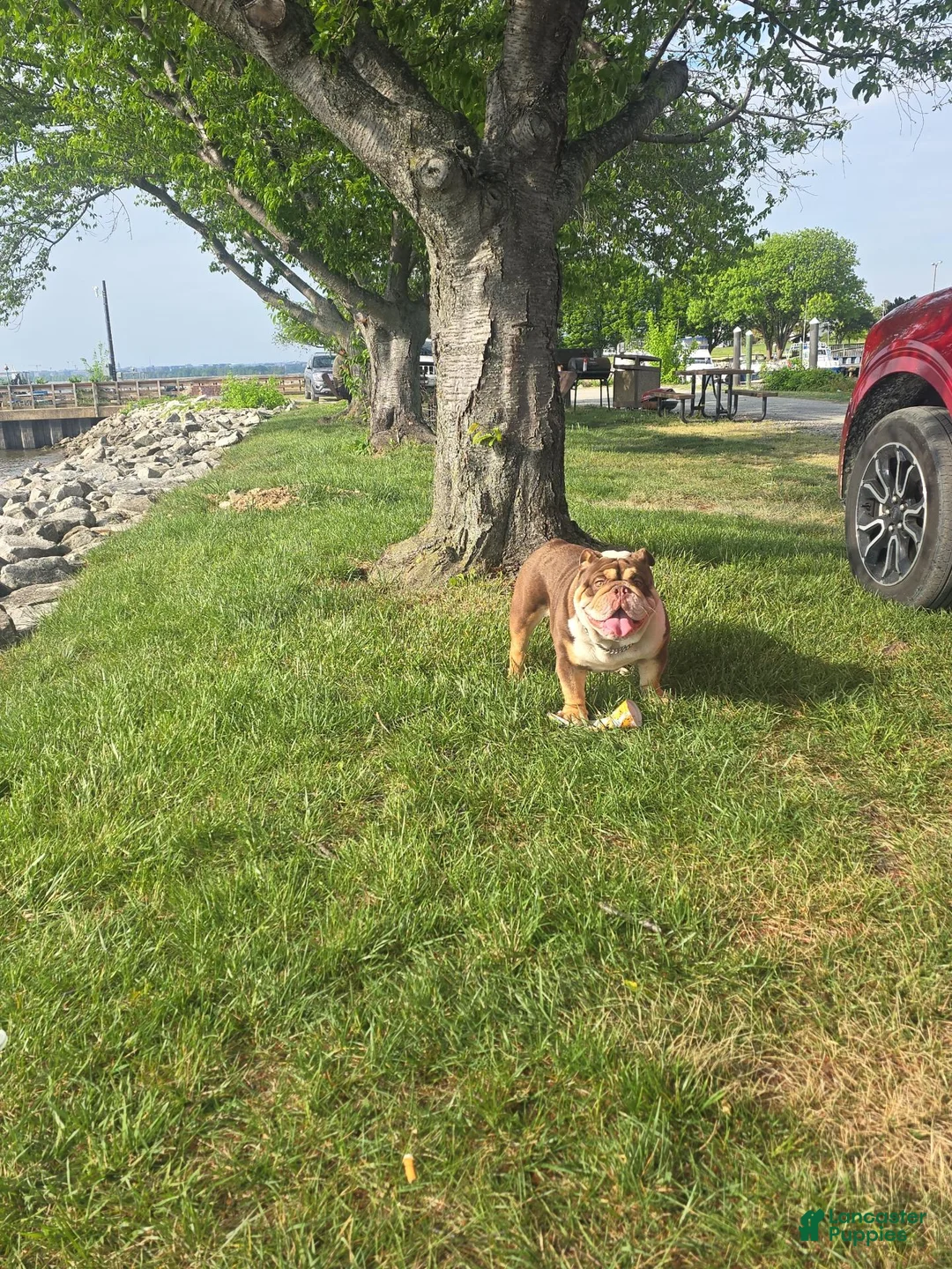 English Bulldog dogs for stud: Barachiel  - Ad 3