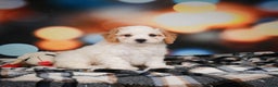 Mini Bernedoodle dogs for sale: Mable - Ad 5