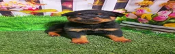Rottweiler dogs for sale: Maverick - Ad 1