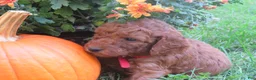 Mini Goldendoodle dogs for sale: Coffee - Ad 13