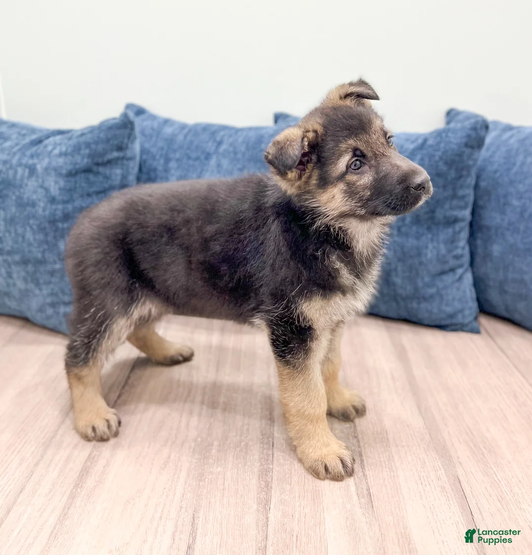 German Shepherd dogs for sale: Kezia - Ad 5