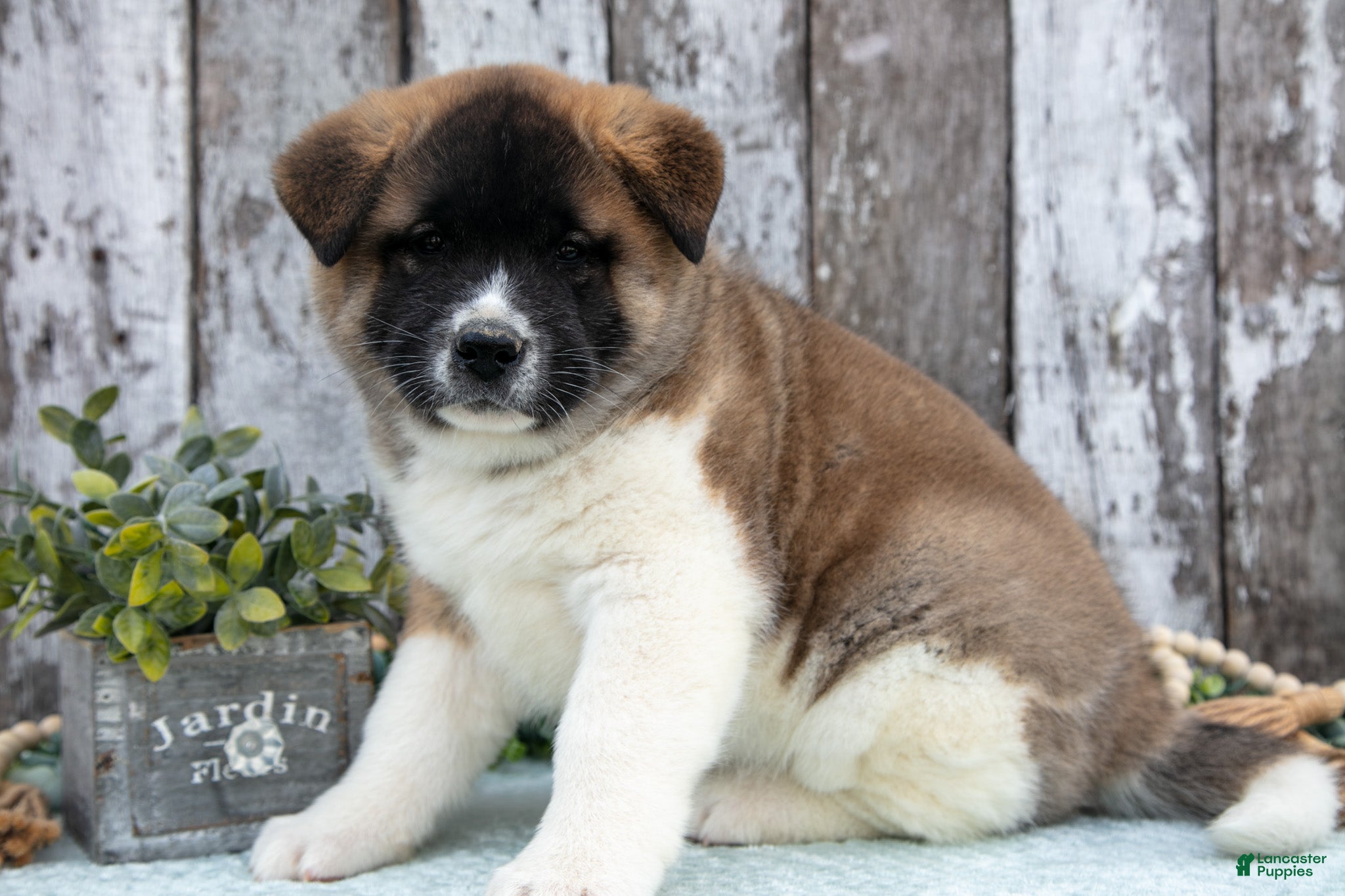 Akita dogs Chloe - Ad 3