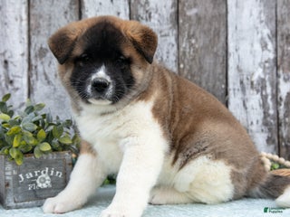 Akita dogs Chloe - Ad 6