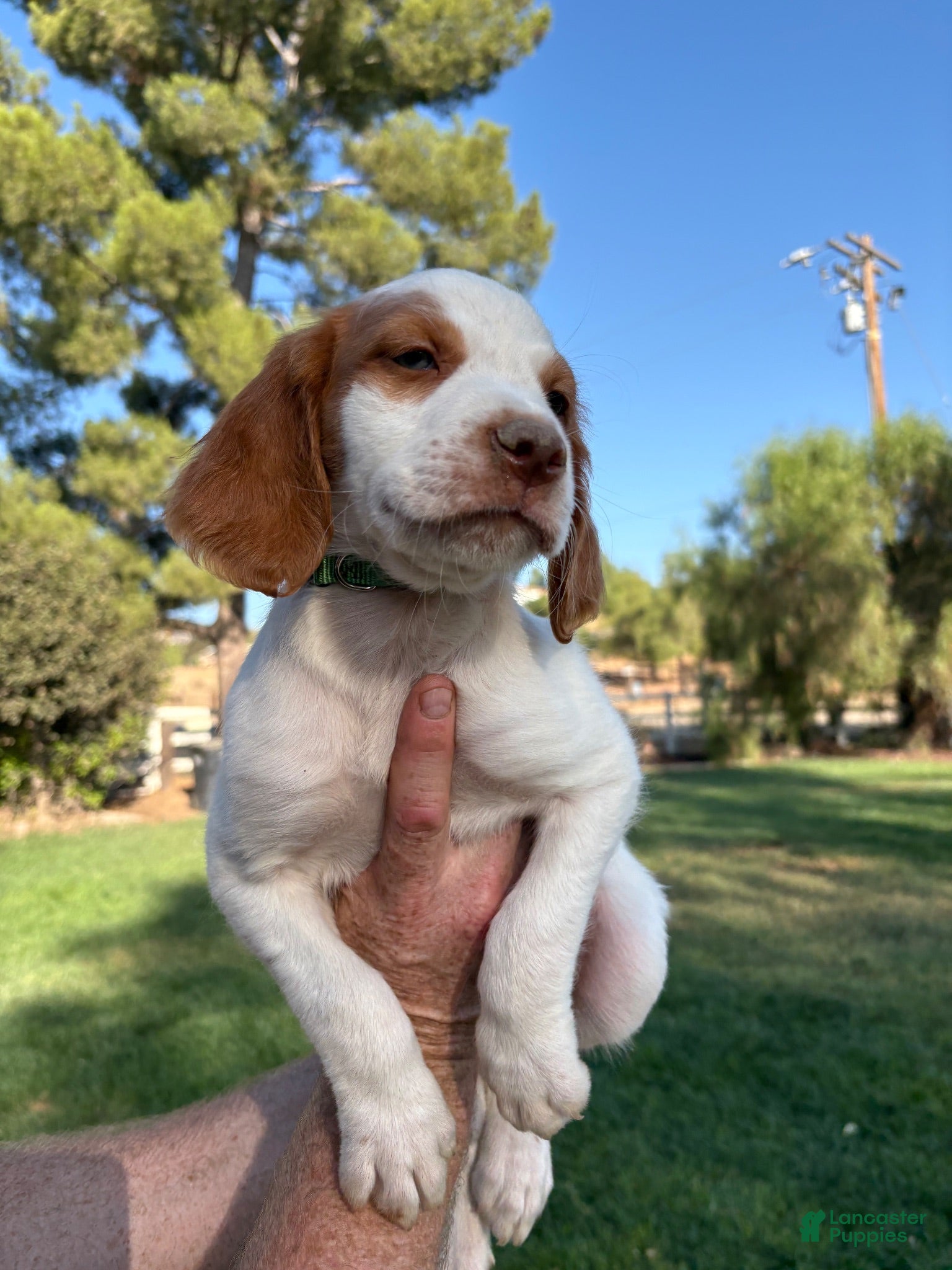 Brittany Spaniel dogs Brittany Spaniel 4 - Ad 1