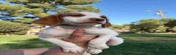 Brittany Spaniel dogs for sale: Brittany Spaniel 4 - Ad 1