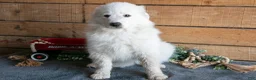 Maremma Sheepdog dogs for sale: Pinky - Ad 3