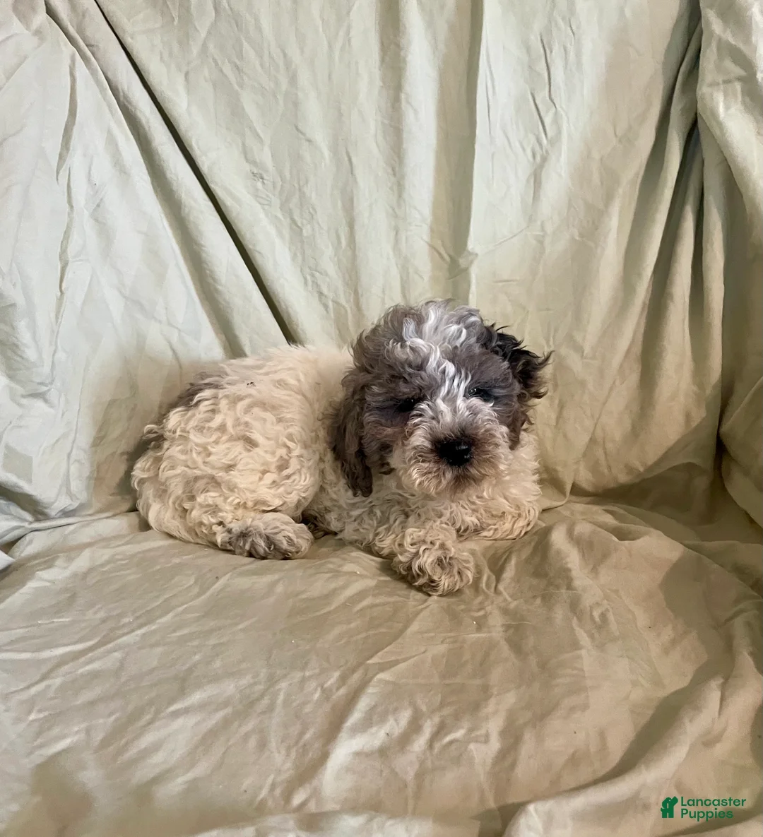 Cockapoo dogs for sale: Butch - Ad 4