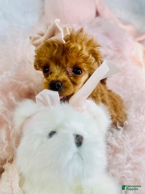 Toy Poodle dogs Toy Poodle Puppy 1 - Ad 1