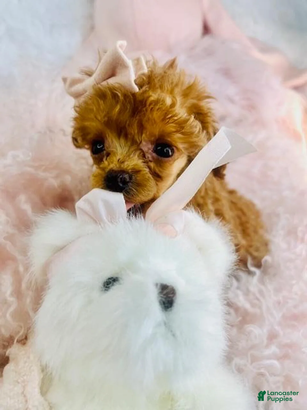 Toy Poodle dogs for sale: Toy Poodle Puppy 1 - Ad 1