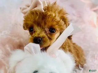 Toy Poodle dogs Toy Poodle Puppy 1 - Ad 1