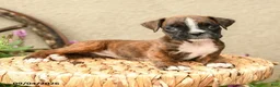 Boxer dogs for sale: Brooke - Ad 4