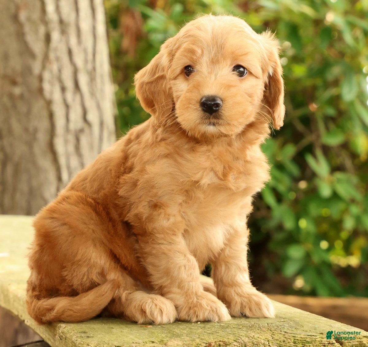 Mini Goldendoodle dogs Molly - Ad 2
