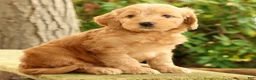 Mini Goldendoodle dogs for sale: Molly - Ad 2