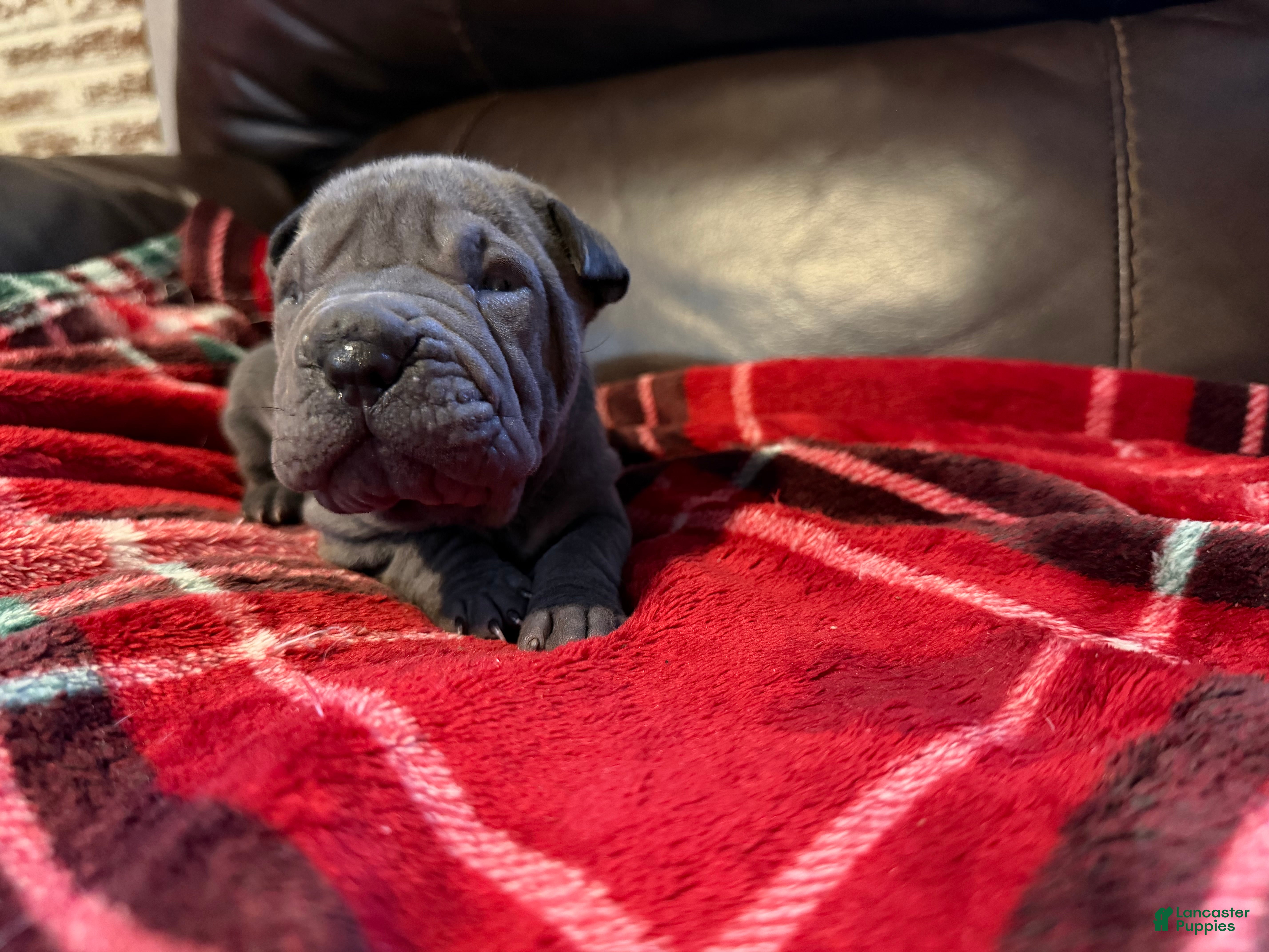 Shar Pei dogs Scarlett - Ad 7