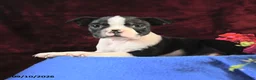 Boston Terrier dogs for sale: Charm  - Ad 3