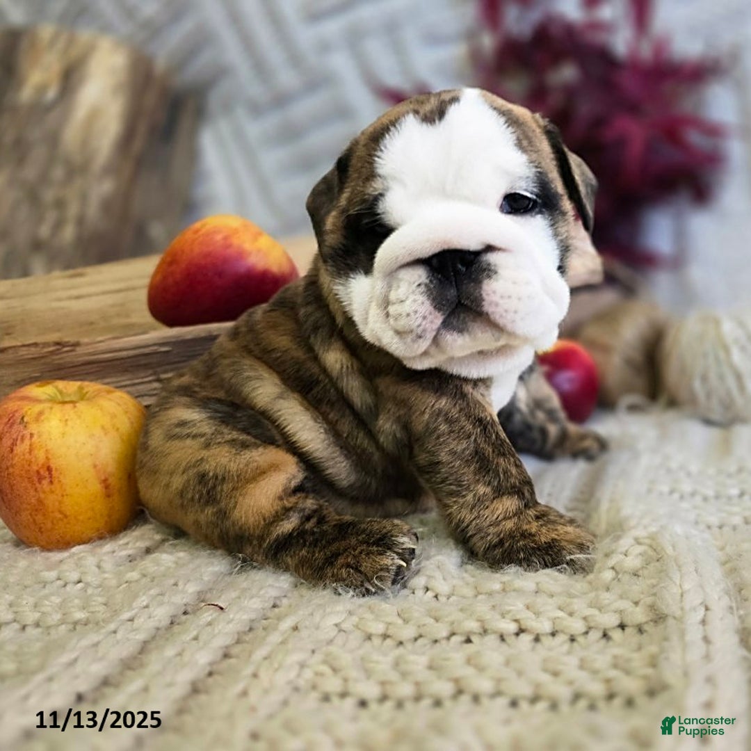 English Bulldog dogs for sale: Lulu - Ad 7