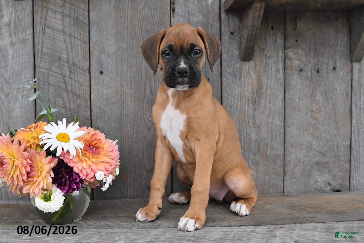 Boxer dogs Dori - Ad 1
