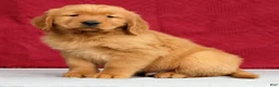 Golden Retriever dogs for sale: Tipper - Ad 5
