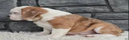 Beabull dogs for sale:  Bubba - Ad 5