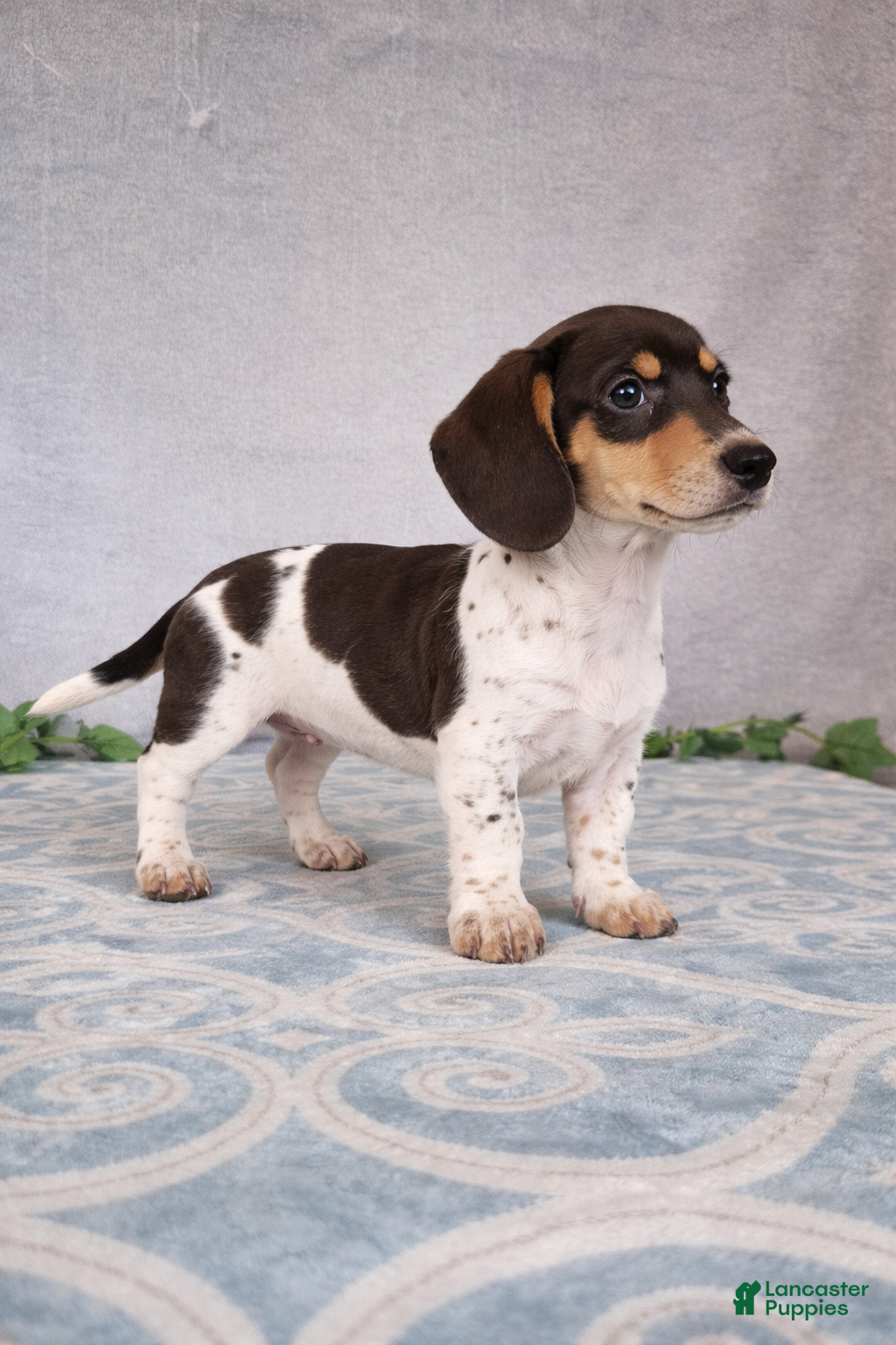 Dachshund dogs Carmen - Ad 2