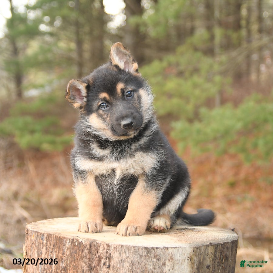 German Shepherd dogs for sale: Honey - Ad 1