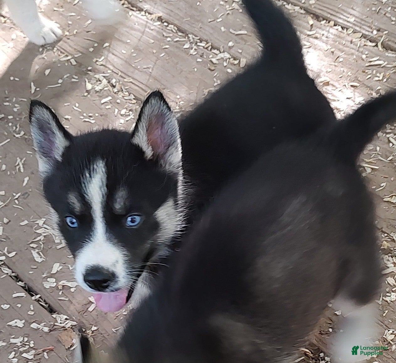 Siberian Husky dogs Sonya's male 4 - Ad 36