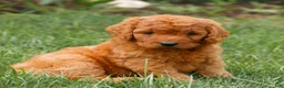 Miniature Labradoodle dogs for sale: Faye  - Ad 3