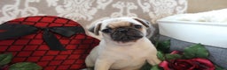 Pug dogs for sale: Calvin - Ad 6