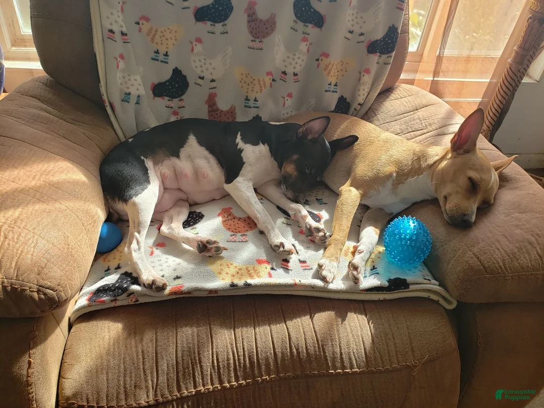 Rat Terrier dogs for sale: Tasha *Updated photos* - Ad 12