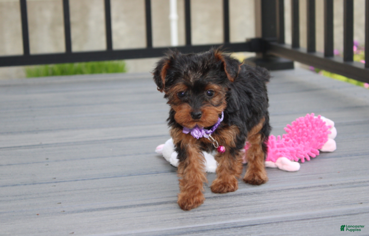 Yorkiepoo dogs Elsa  - Ad 2