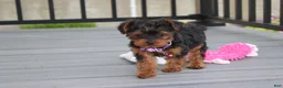 Yorkiepoo dogs for sale: Elsa  - Ad 2