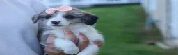 Corgipoo dogs for sale: NAOMI - Ad 11