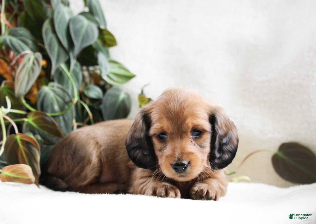 Miniature Dachshund dogs Dixie - Ad 2
