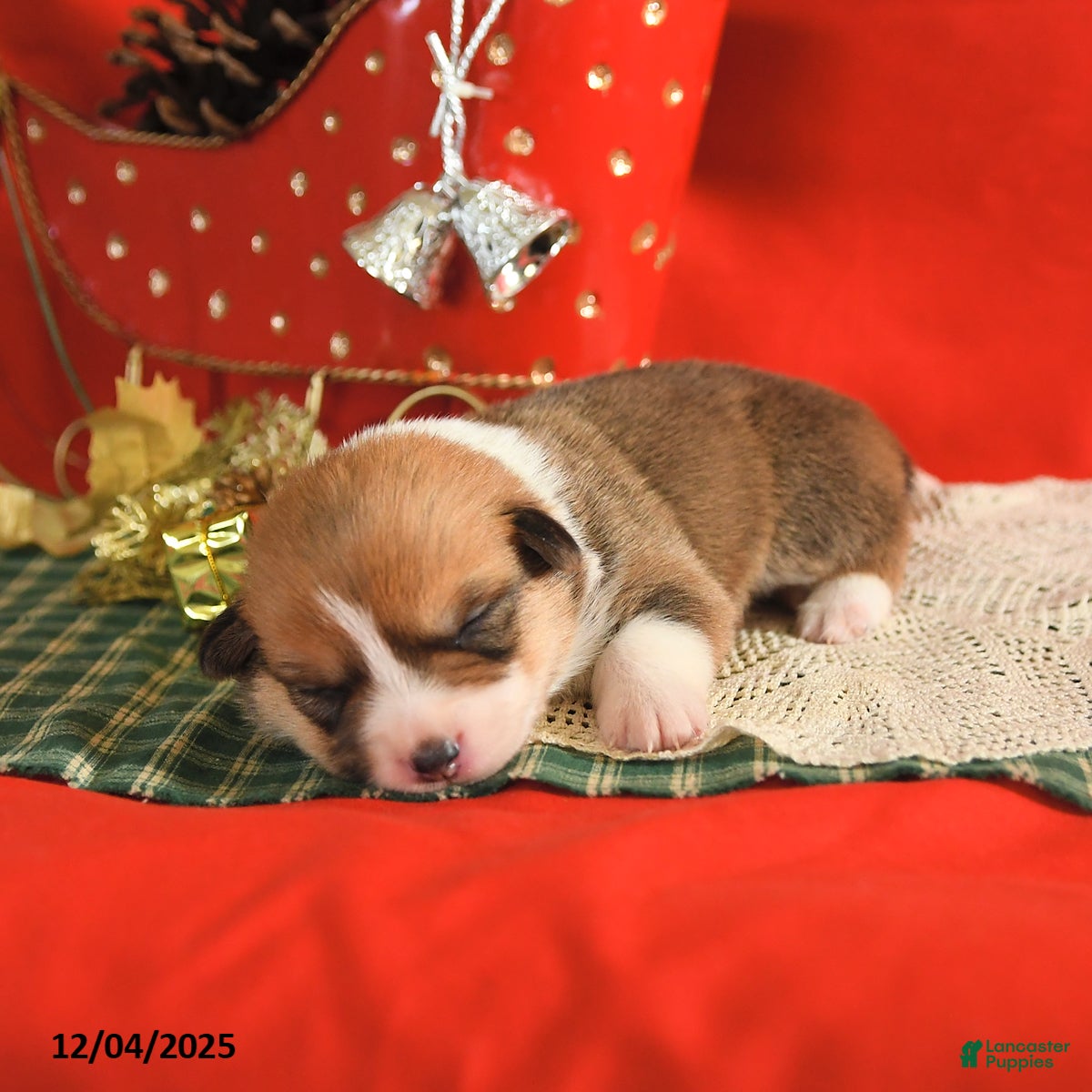 Welsh Corgi Pembroke dogs Penny - Ad 13