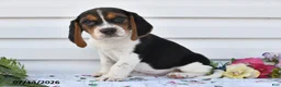 Beagle dogs for sale: Taco - Ad 3