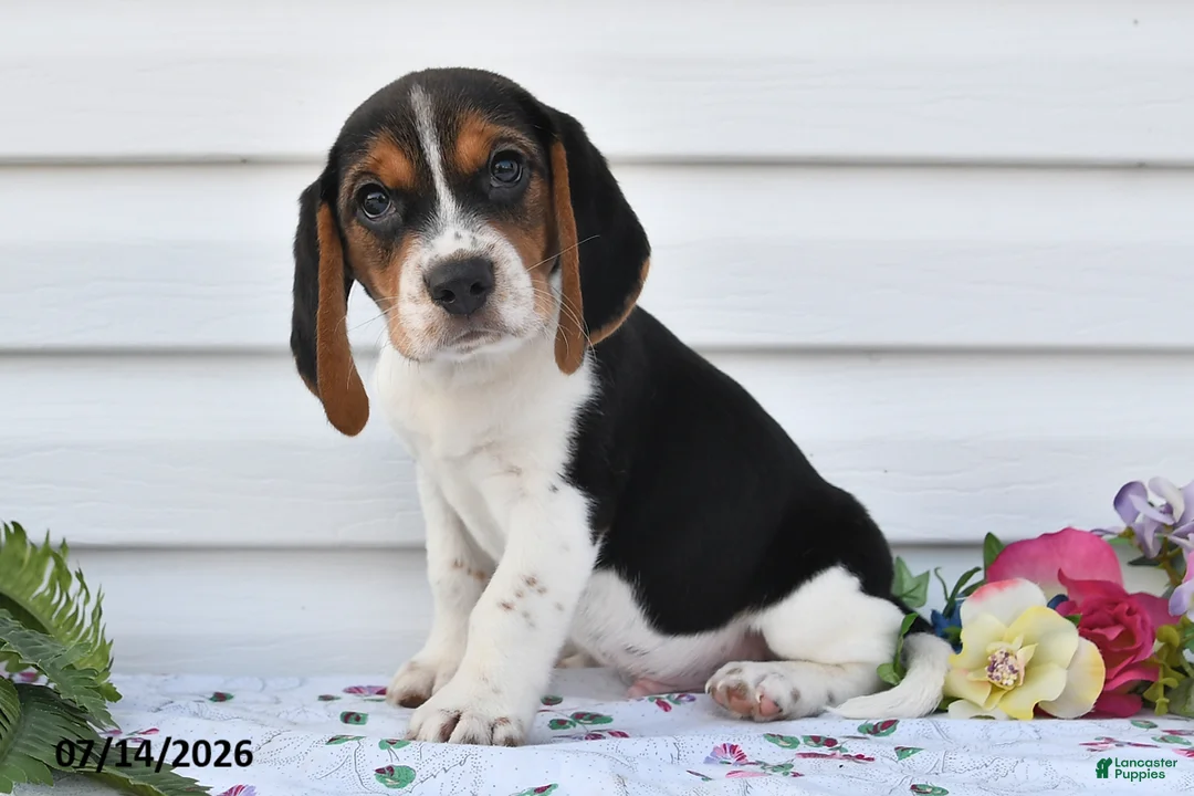 Beagle dogs for sale: Taco - Ad 3